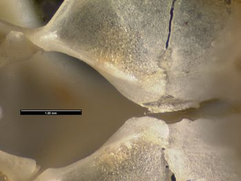 Media type: image;   Herpetology R-102082